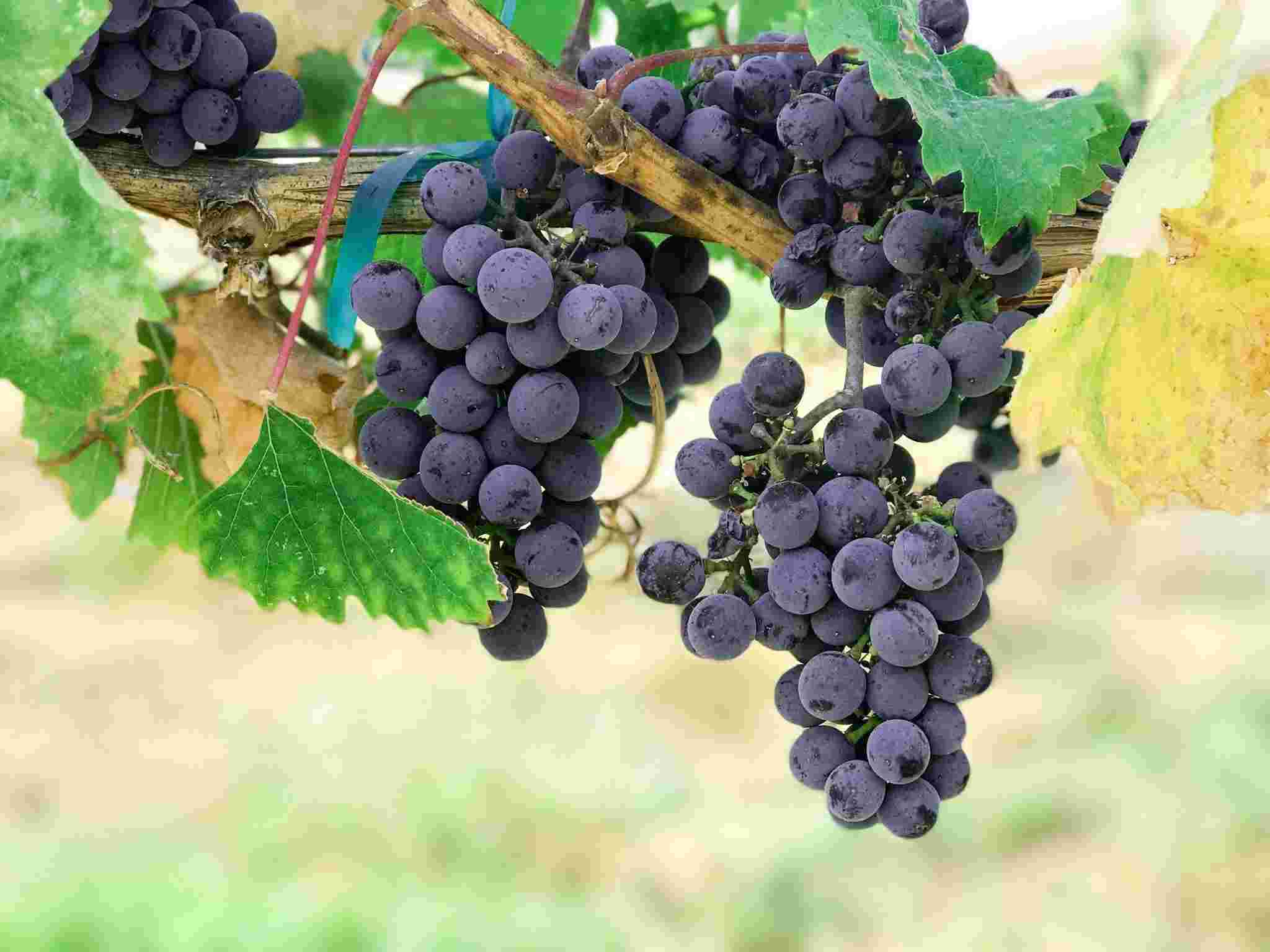 grape-sample.jpg